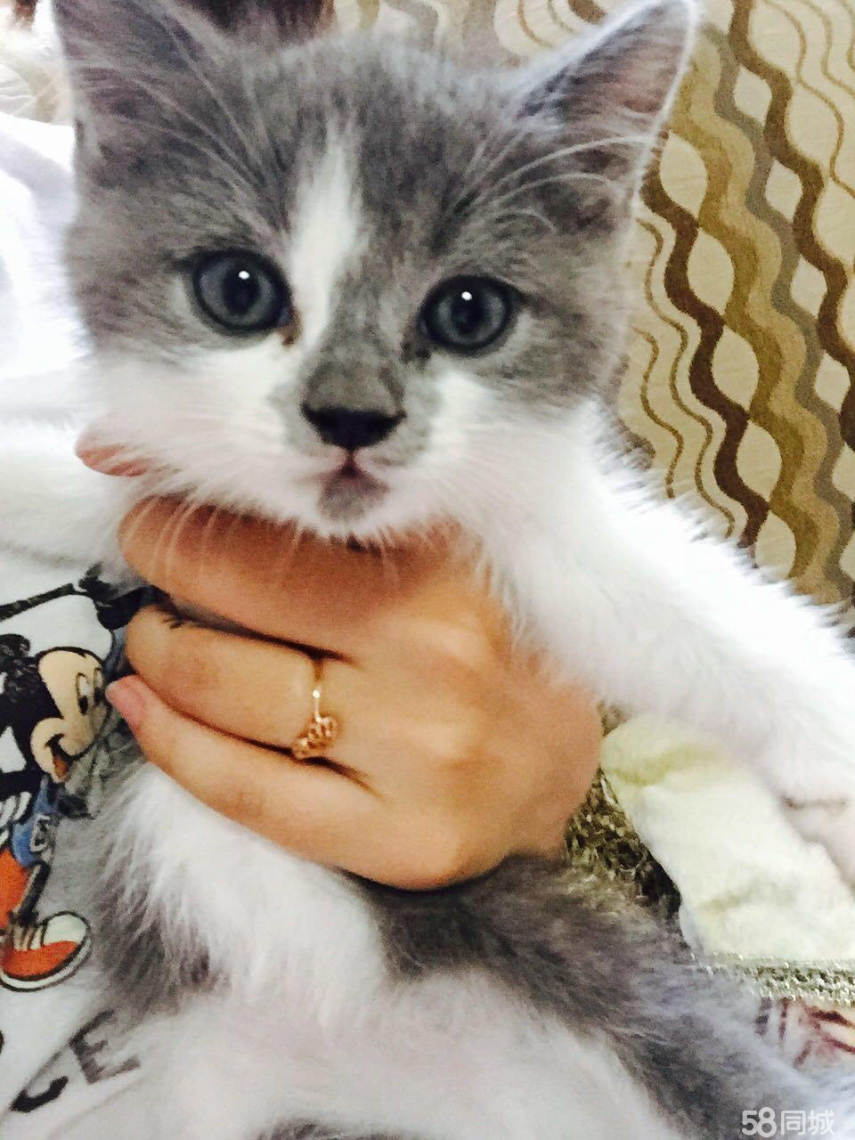 58同城网宠物猫沈阳_沈阳宠物猫信息网_沈阳宠物猫58同城今天