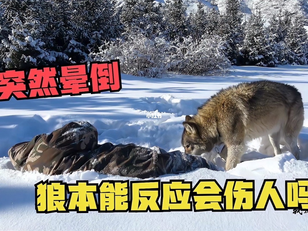 别人说你是个狼人你怎么回复_狼人说是回复什么意思_狼人说是回复的意思吗
