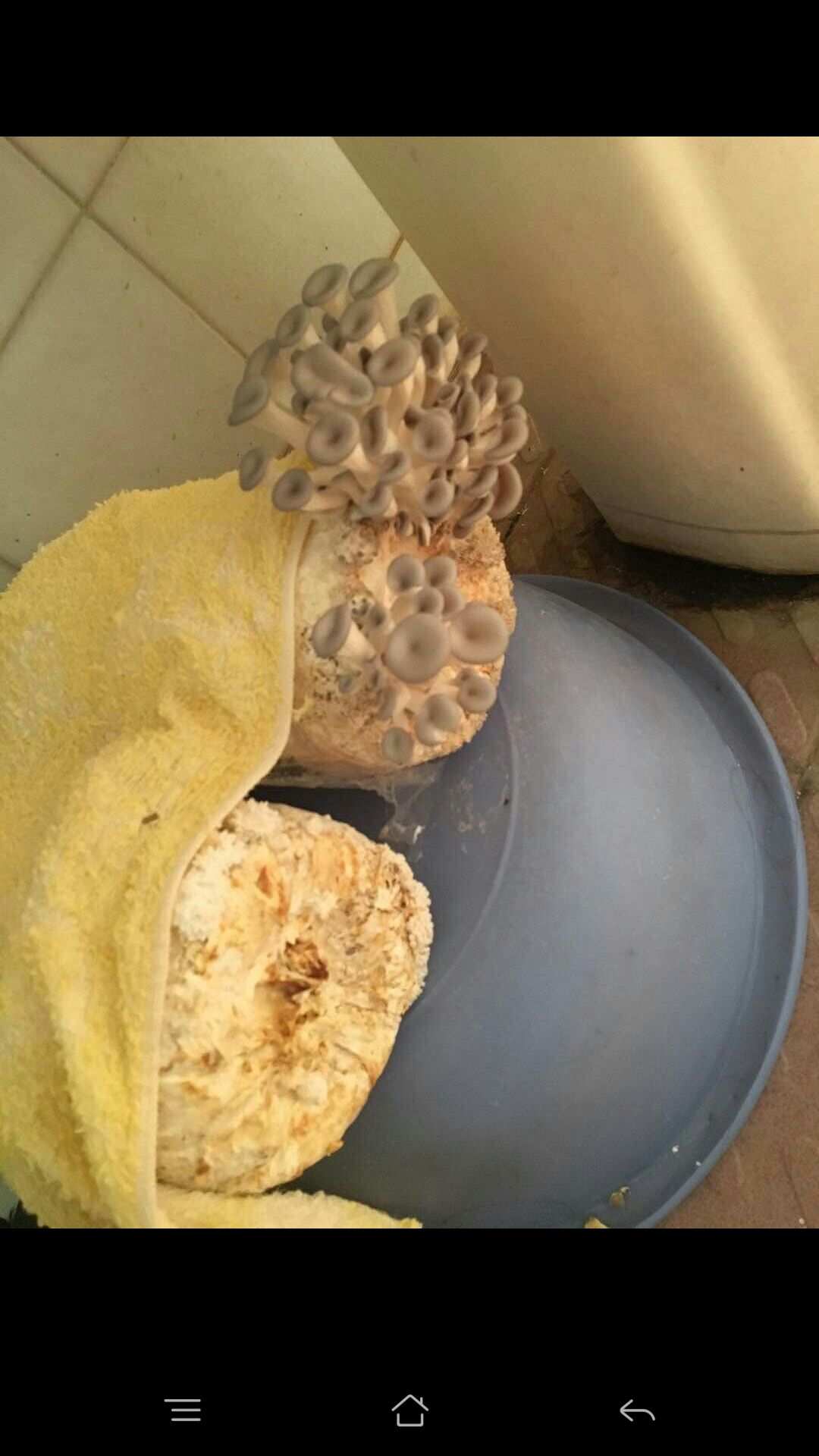 菇菇栽培世界中文版_蘑菇种植能赚钱吗_我的世界蘑菇怎么种