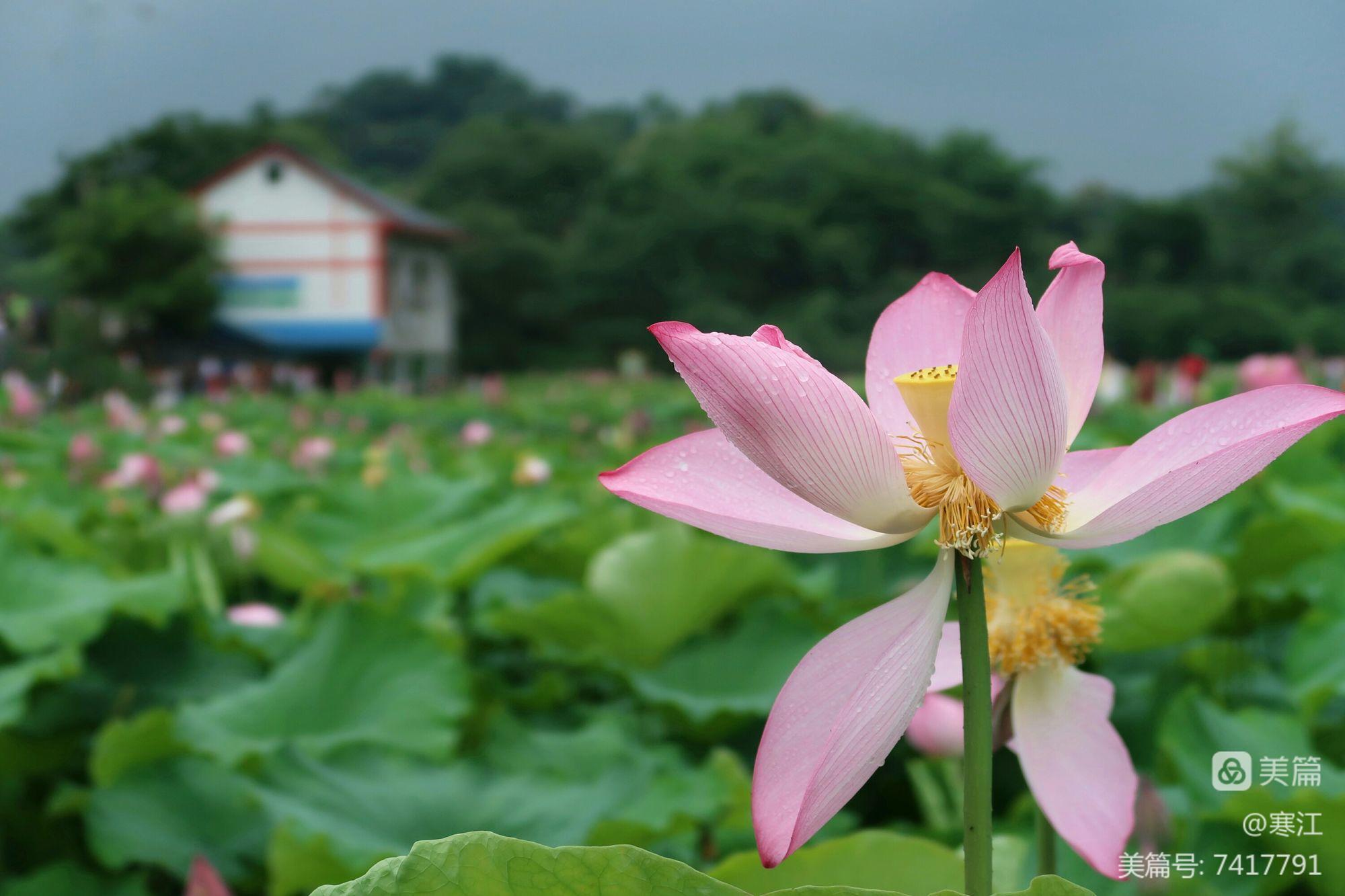 烟雨江湖荷花镇在哪里_烟雨江湖荷花村在哪_烟雨江湖荷花池在哪里