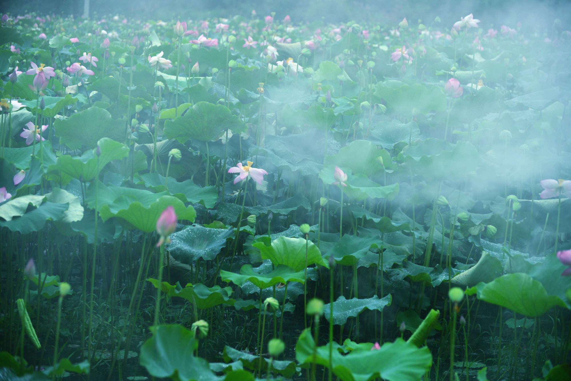 烟雨江湖荷花池在哪里_烟雨江湖荷花村在哪_烟雨江湖荷花镇在哪里