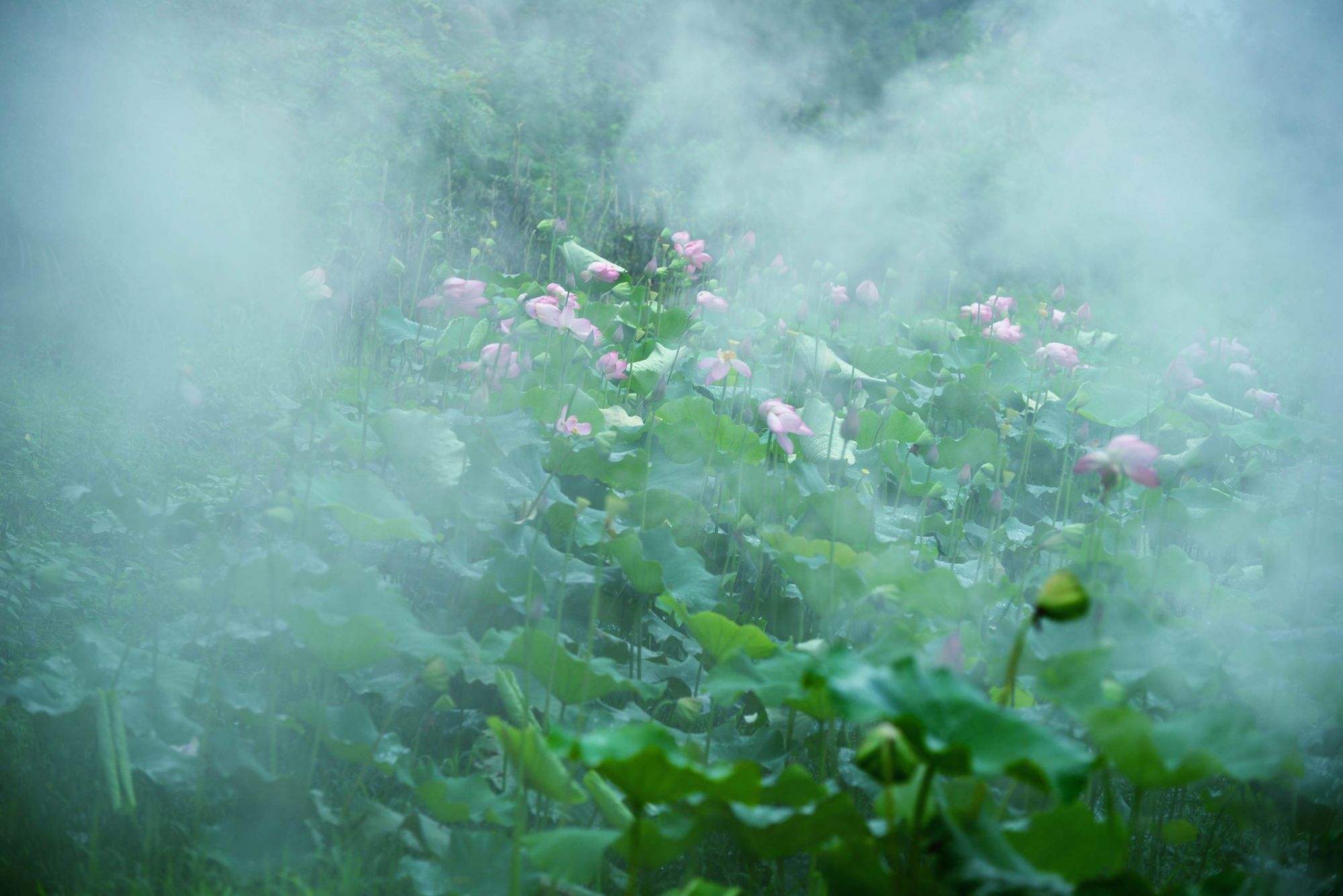 烟雨江湖荷花村在哪_烟雨江湖荷花镇在哪里_烟雨江湖荷花池在哪里