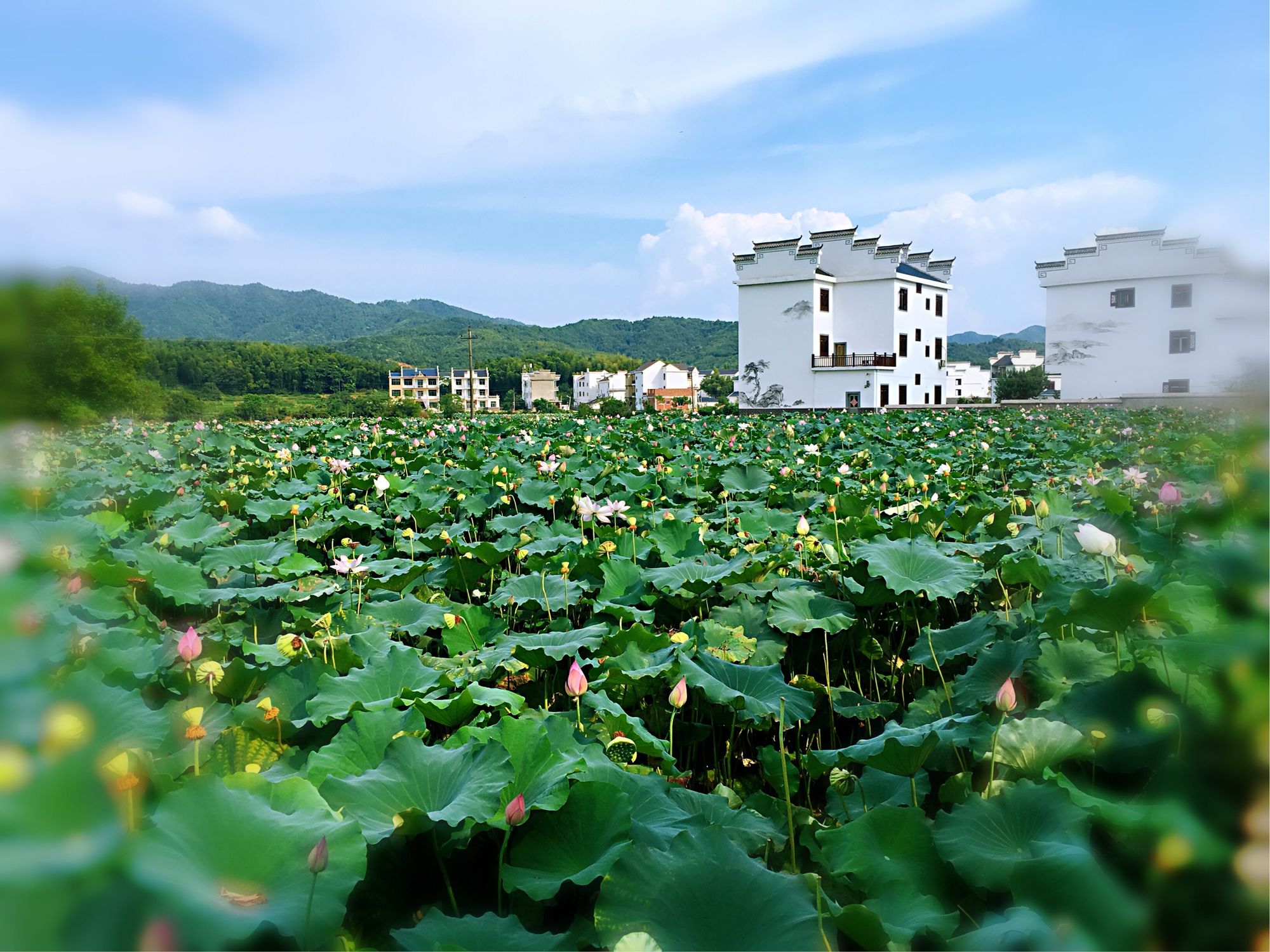 烟雨江湖荷花镇在哪里_烟雨江湖荷花村在哪_烟雨江湖荷花池在哪里