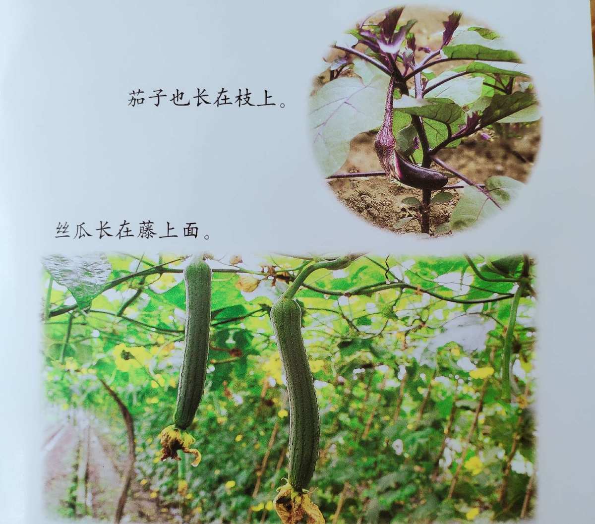 草莓榴莲论坛_榴莲蛋糕榴莲做法_丝瓜茄子芭乐草莓太阳榴莲