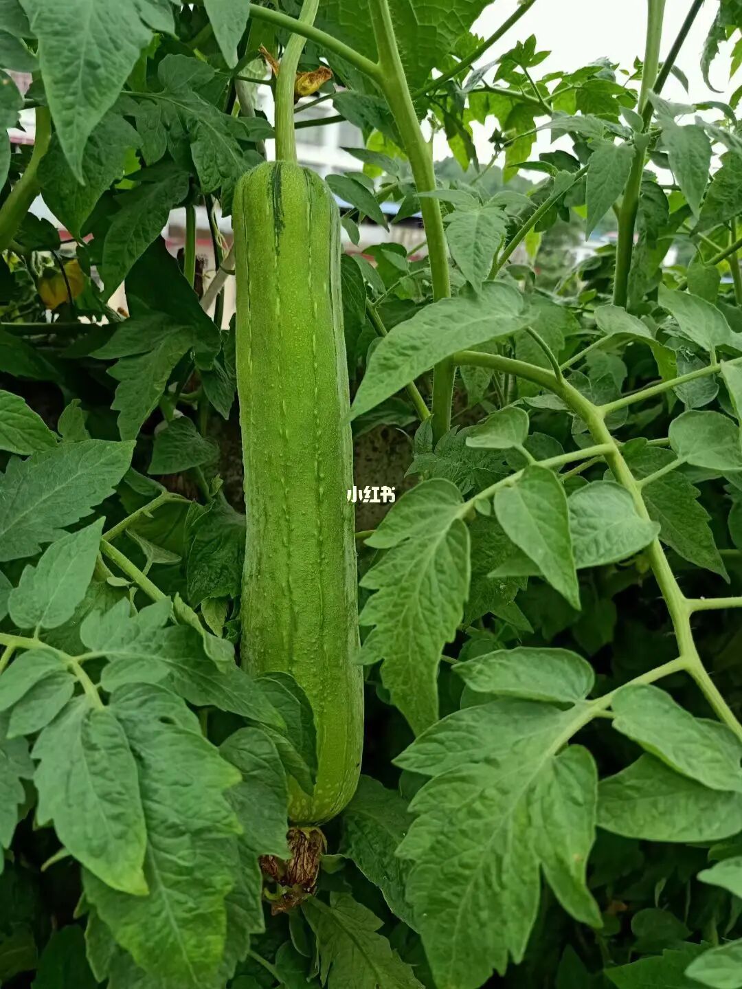 丝瓜茄子芭乐草莓太阳榴莲_榴莲蛋糕榴莲做法_草莓榴莲论坛