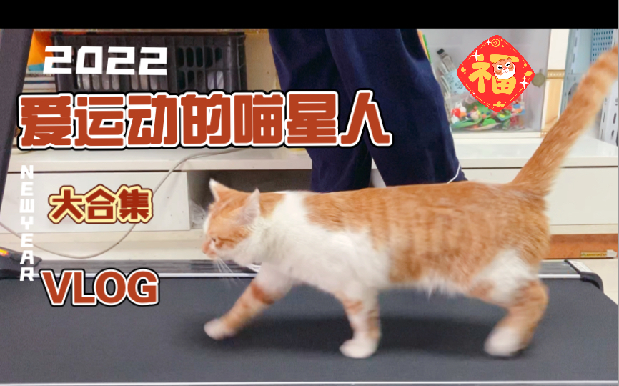 猫咪短视频最新网站版_快猫短视频网站_猫咪段子短视频网页版