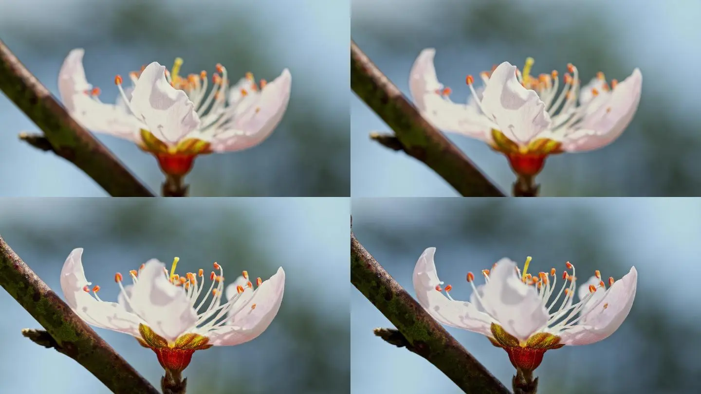 版视频高清桃花免费下载_桃花视频免费版高清版_龙口护士免费视频高清