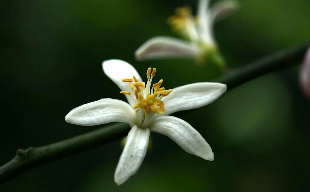 塞西莉亚花的花语_塞西丽亚花的花语_西塞利亚花花语