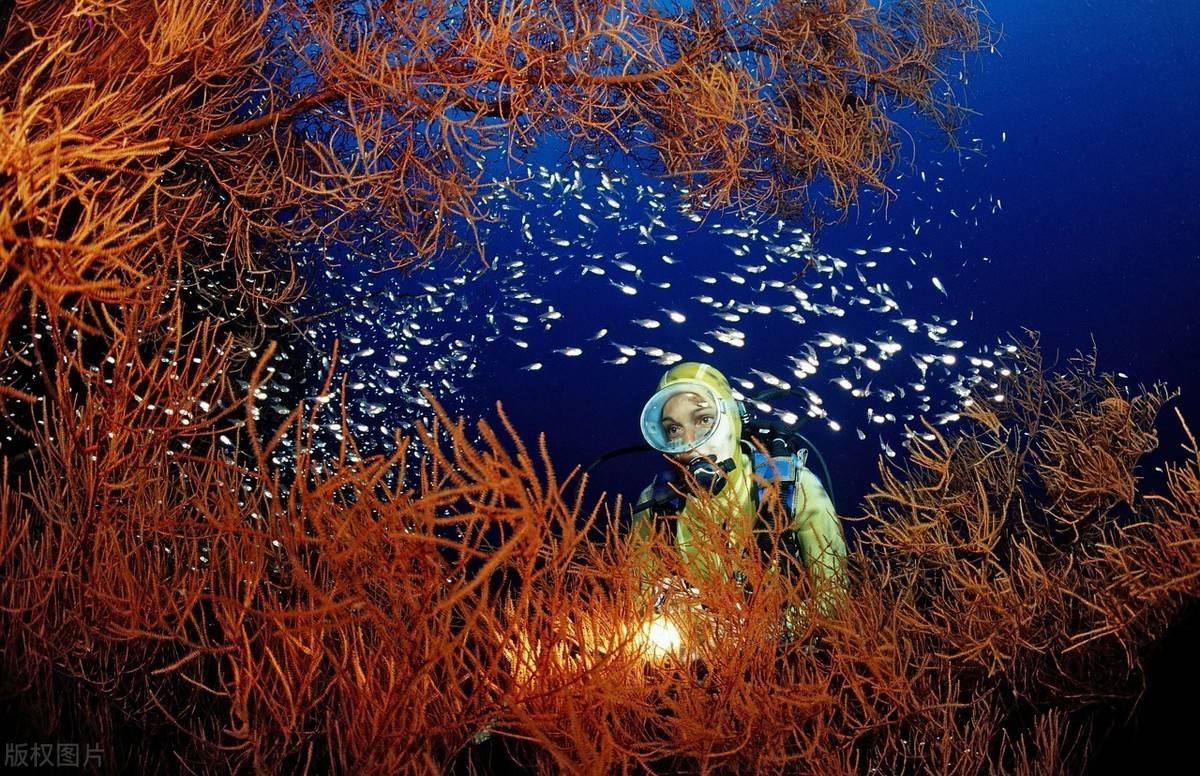 奇妙生物，探索海洋之家，岛上生存