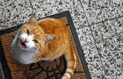 猫咪叫声翻译器_猫猫叫声翻译器_翻译猫咪叫声的软件
