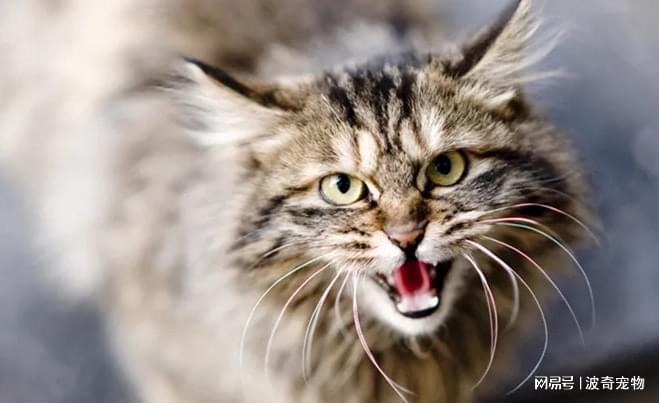翻译猫咪叫声的软件_猫咪叫声翻译器_猫猫叫声翻译器