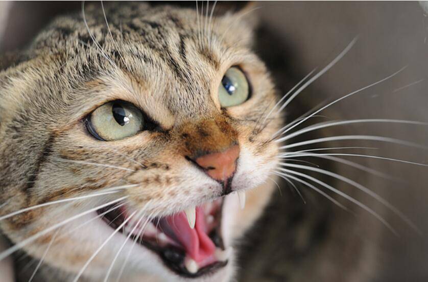 猫猫叫声翻译器_翻译猫咪叫声的软件_猫咪叫声翻译器
