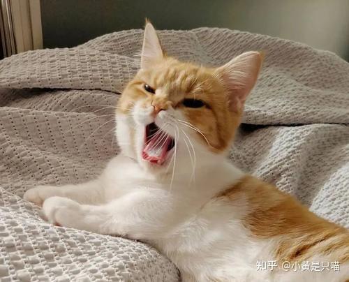 猫猫叫声翻译器_翻译猫咪叫声的软件_猫咪叫声翻译器