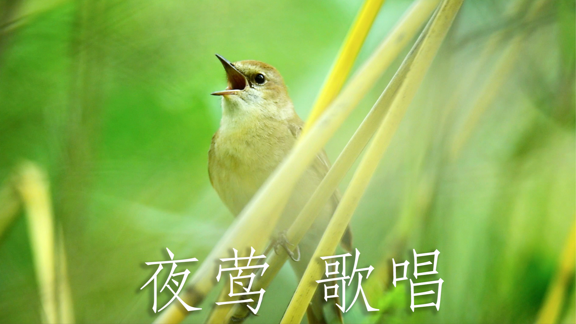 鸟组词_嘟嘟鸟_黄莺鸟是什么鸟
