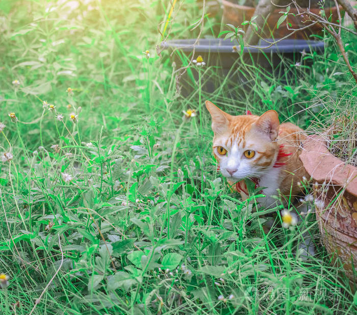 口袋猫猫_口袋猫是什么品种_口袋猫