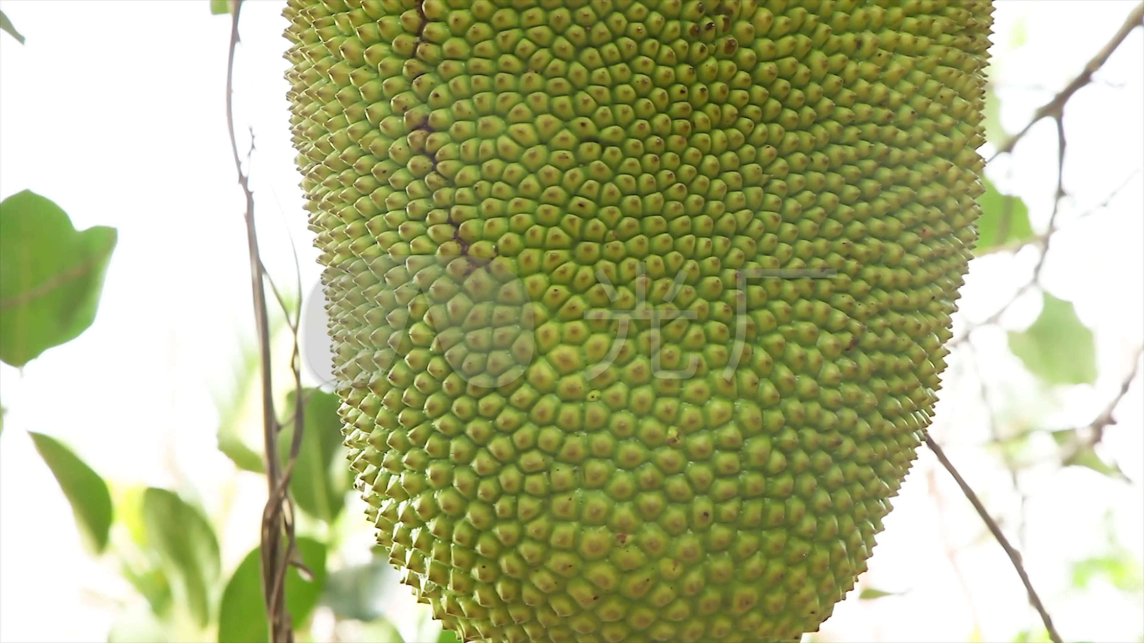 菠萝蜜视频，精彩视频尽在这里