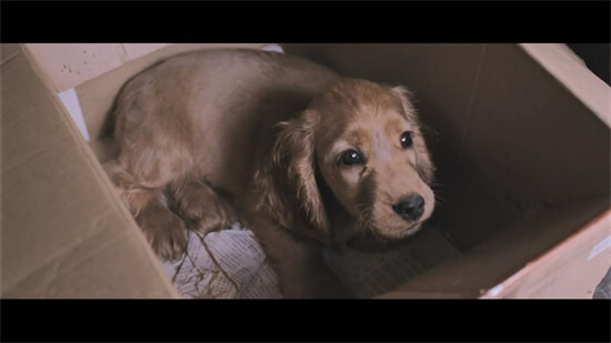 特狗影视_影视猫下载手机版_影视狗极速飞车全集播放可以吗