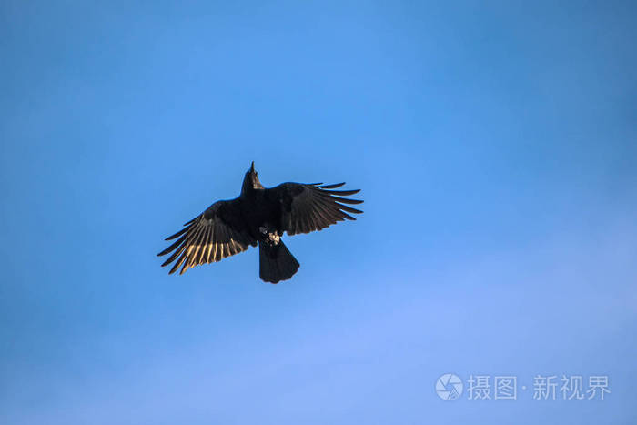 渡鸦图片_渡鸦图片_渡鸦图片