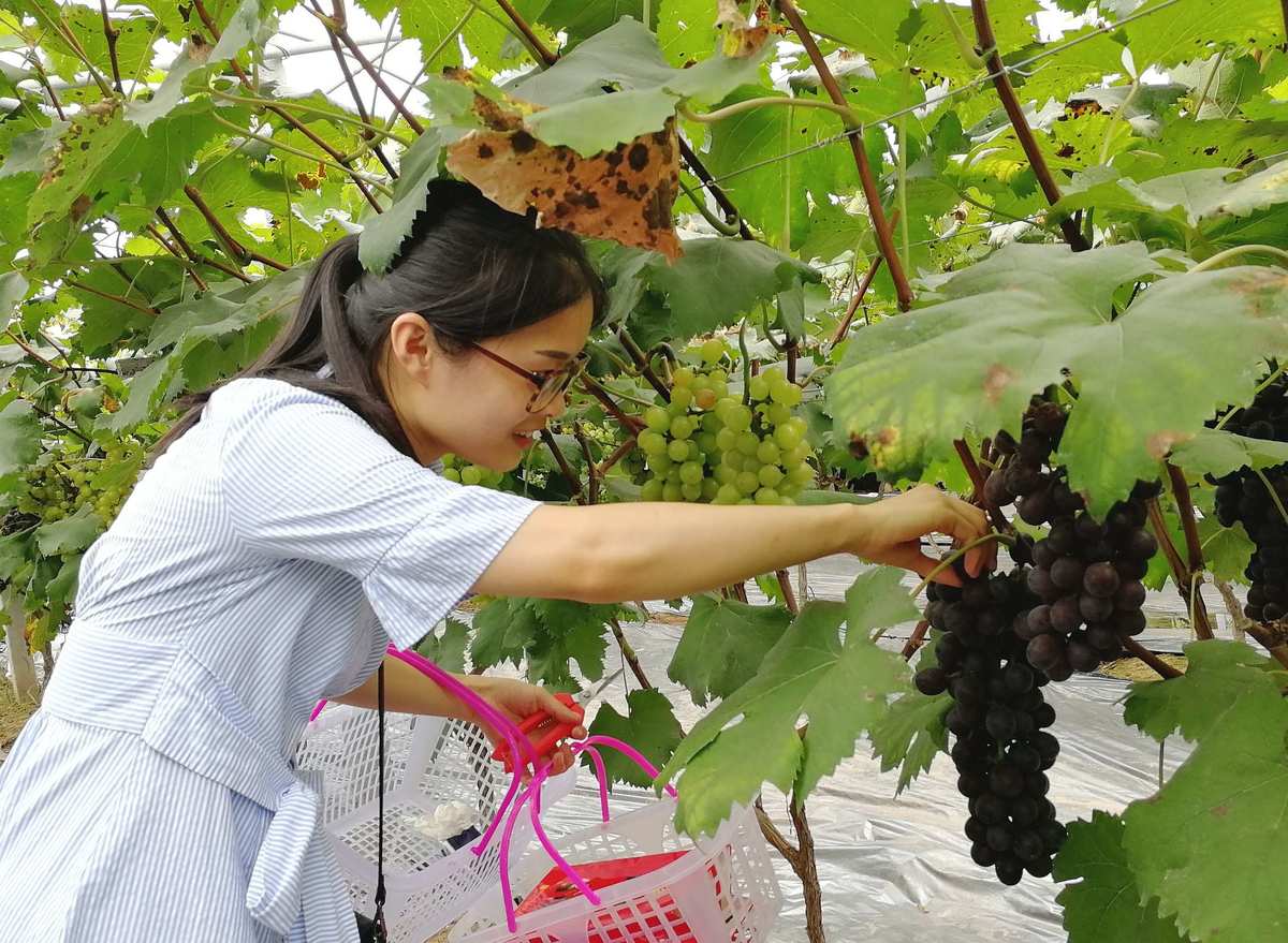 农场果蔬连连看游戏_农场果蔬连连看_农场水果连连看2