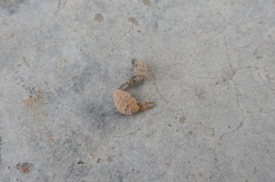 虫巢_巢虫清木片有效果吗_巢虫清喷剂伤幼虫吗