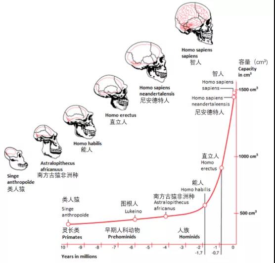 化石盔进化_神奇宝贝化石盔进化是什么_化石盔强吗