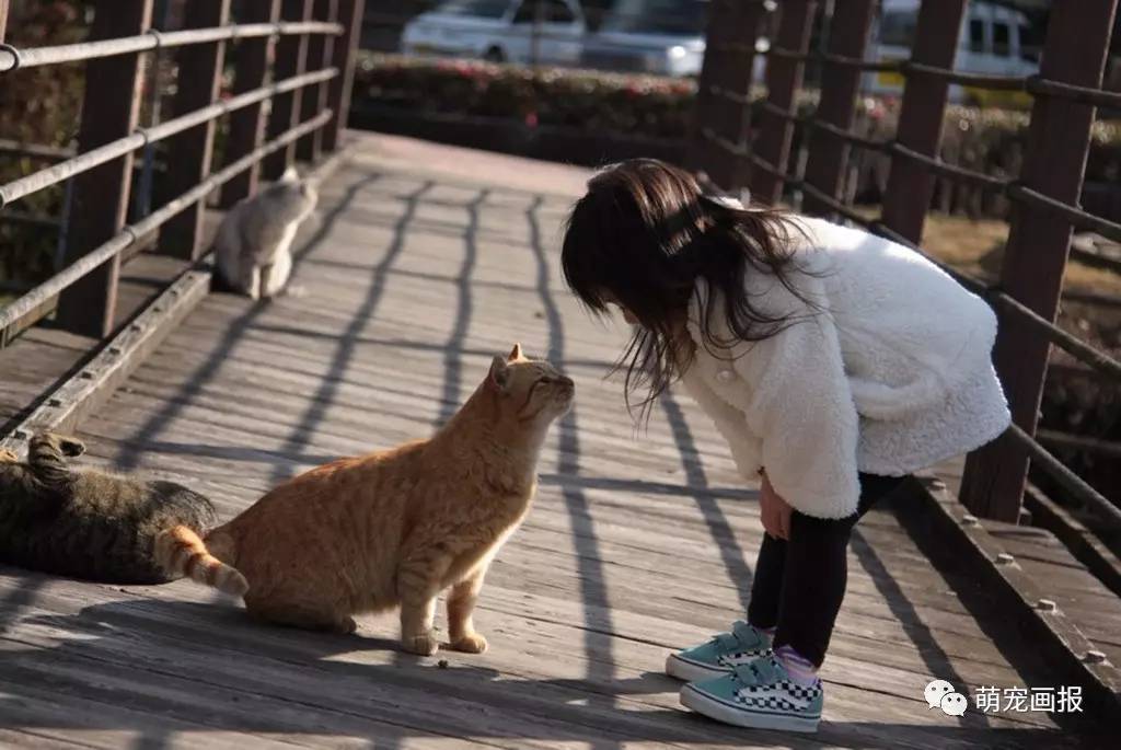 小猫咪生活模拟器下载_手机小猫生活游戏_模拟小猫生活游戏