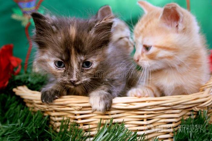 手机小猫生活游戏_模拟小猫生活游戏_小猫咪生活模拟器下载