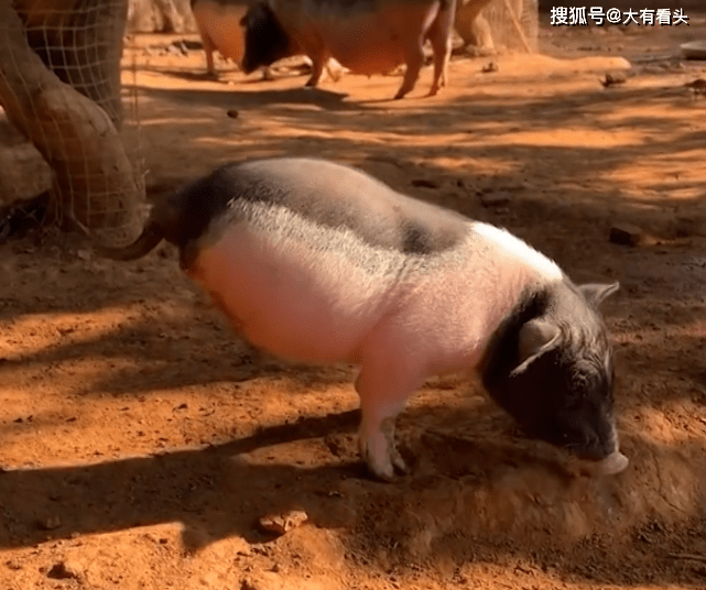 古早手机游戏_古代单机手机游戏_手机游戏古