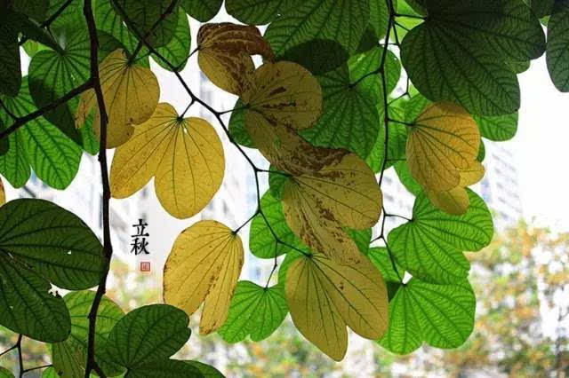 2022年立秋是哪天_立秋在2020年哪一天_立秋时间今年
