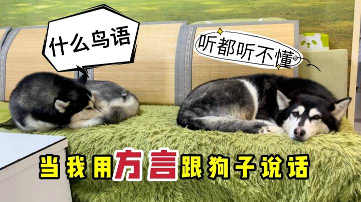 102真狗国语_102只斑点狗国语_102忠狗迅雷下载