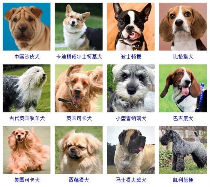 识别狗狗品种软件_狗狗识别品种软件有哪些_狗狗识别品种软件下载