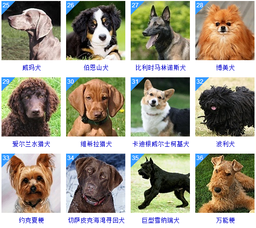 狗狗识别品种软件有哪些_狗狗识别品种软件下载_识别狗狗品种软件