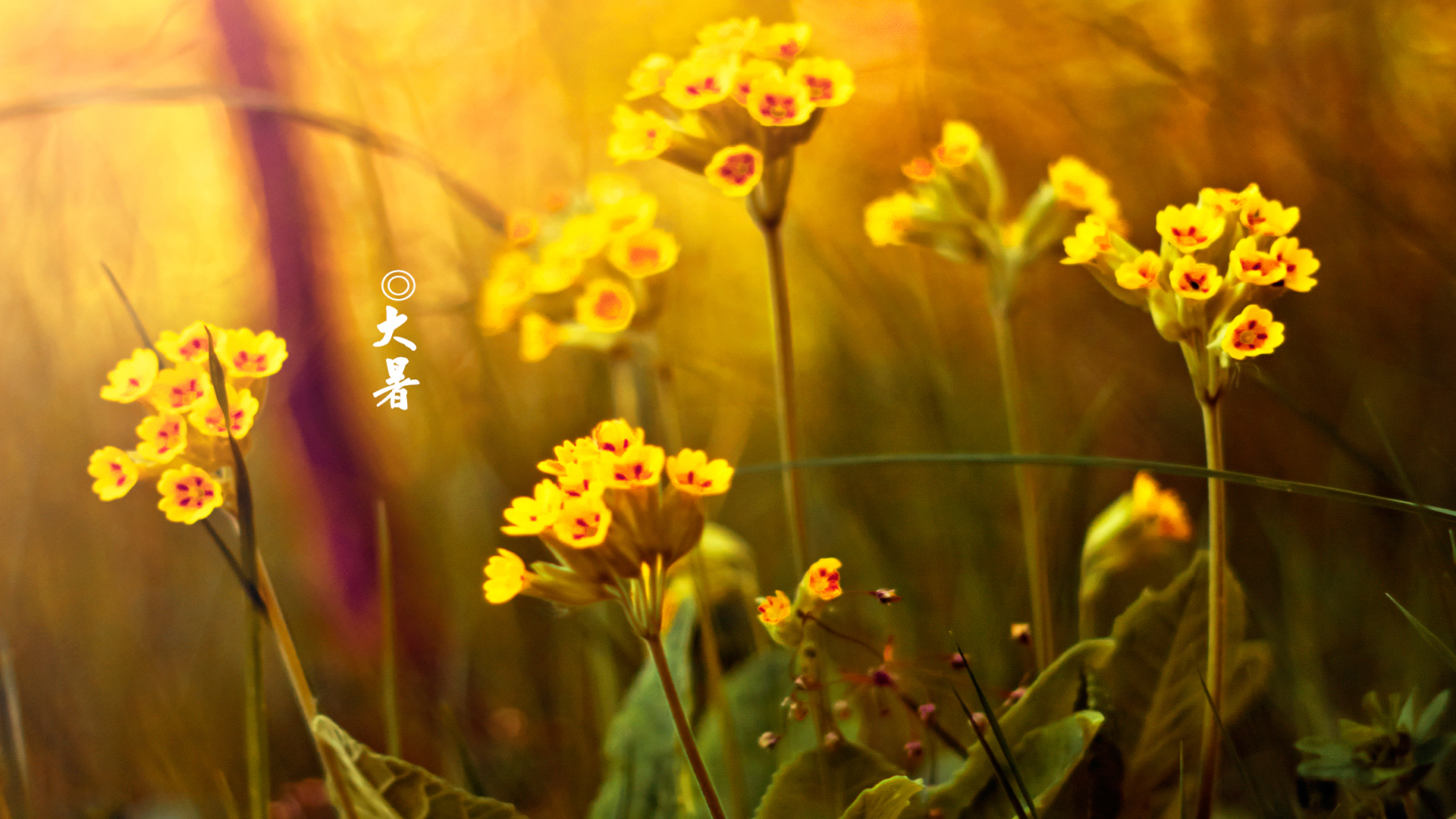 风俗节气大暑特点有哪些_风俗节气大暑特点是什么_大暑节气的特点和风俗