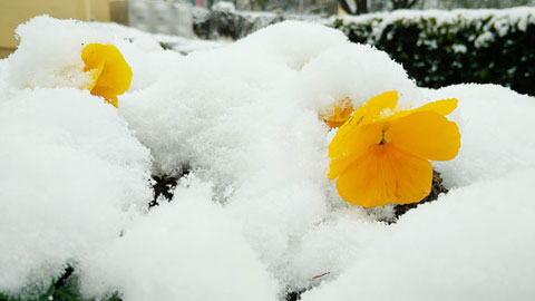 火焰纹章风花雪月人物培养推荐_火焰纹章风花雪月攻略_风花雪月火焰纹章