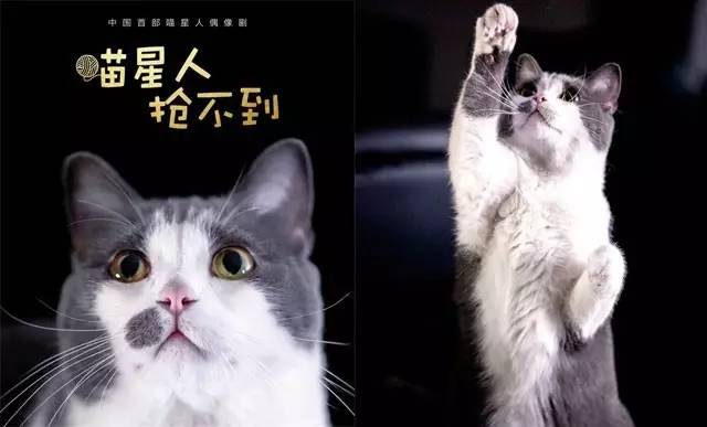 猫手机游戏_猫游戏软件_手机游戏的猫