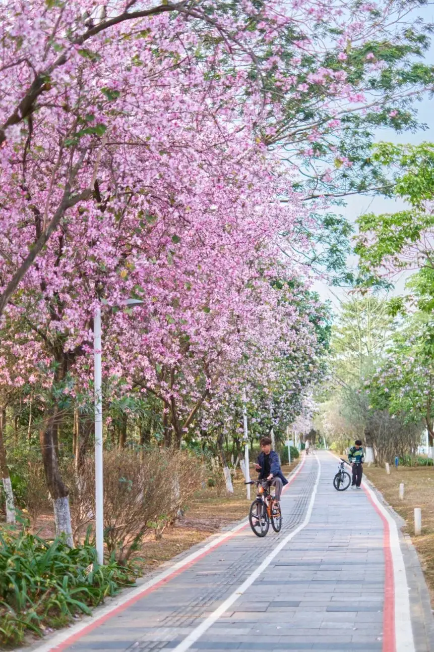 夏色：温暖明亮的记忆，奔跑、惬意与无限可能的季节