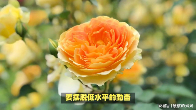 微博官方平台_博微官网_官方微博网