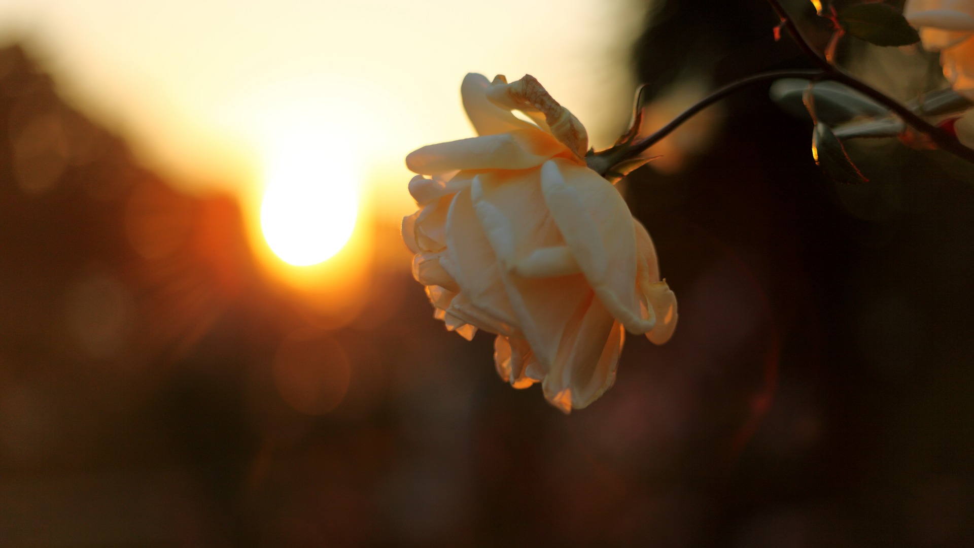 时花_花时日醉破春愁_花时意是什么意思