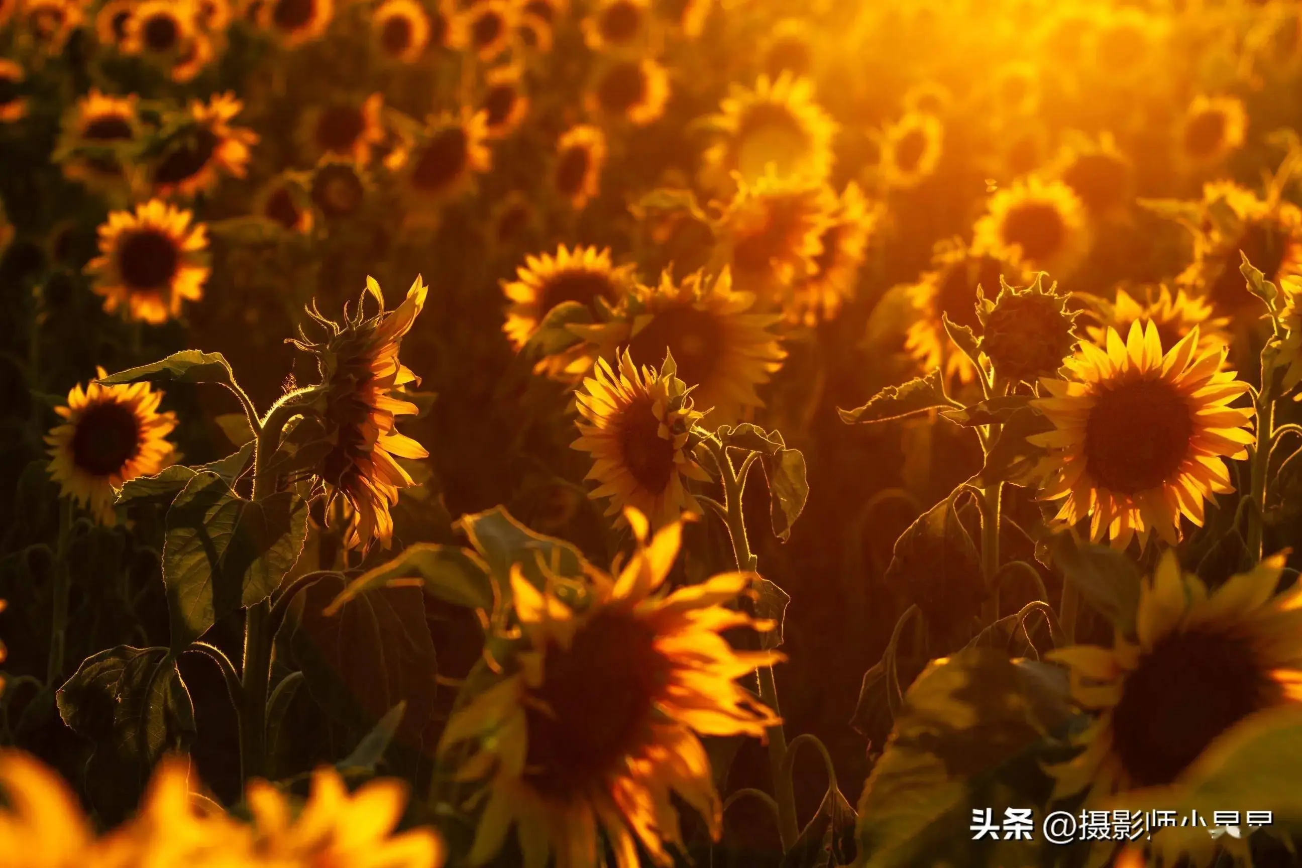花时意是什么意思_时花_花时日醉破春愁
