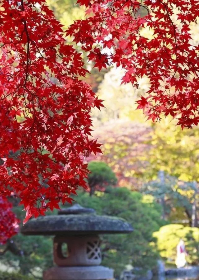 殖民 手机游戏-在殖民手机游戏中耕耘，收获虚拟友谊与现实成长