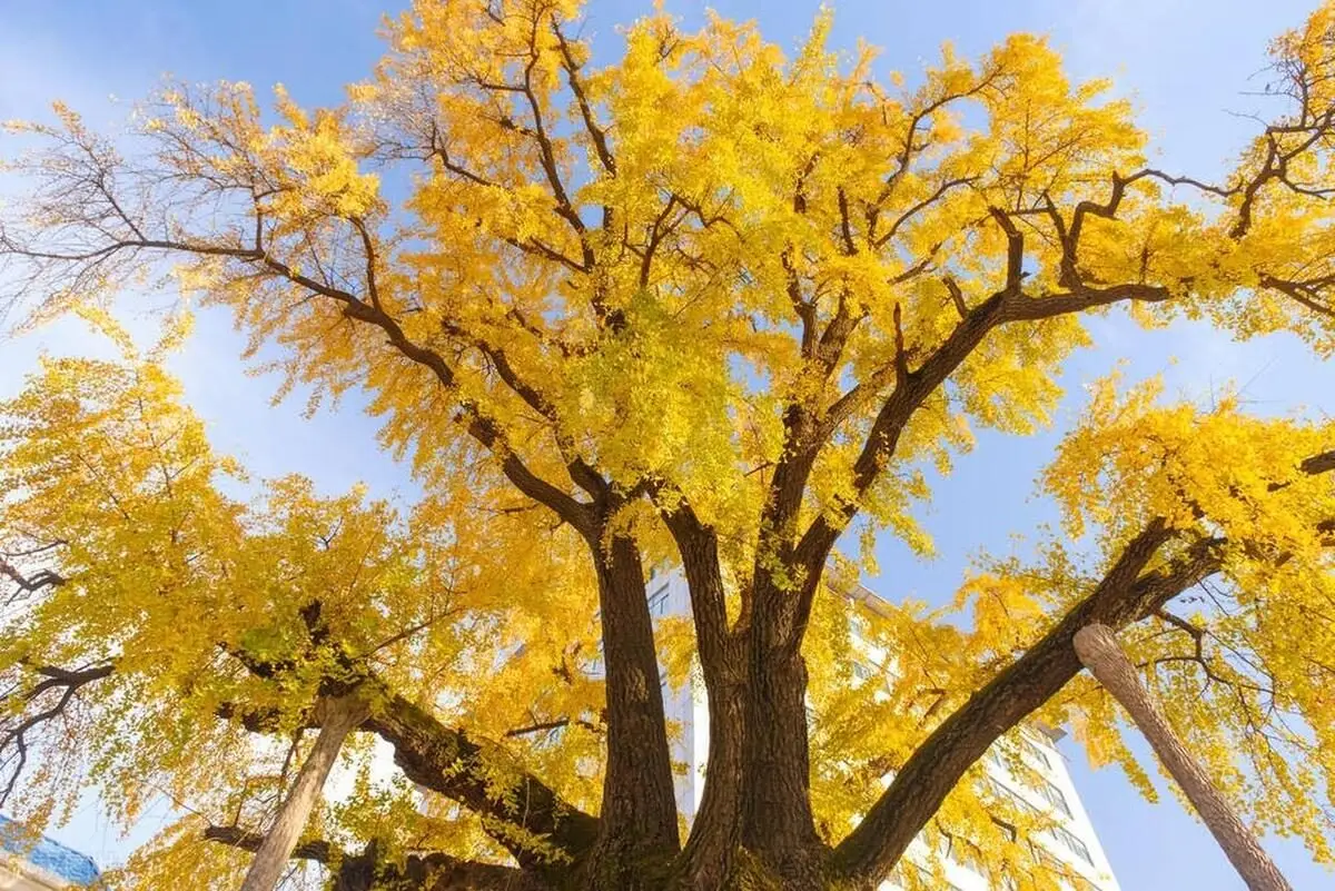 绚烂如花爱不爱随我_恋心如花悄绚烂_绚烂如花专栏