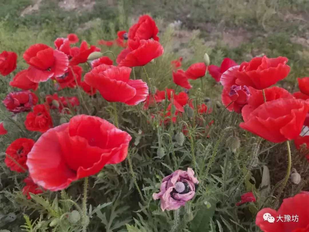 巧克力波斯菊花语_巧克力波斯菊_巧克力波斯菊简介