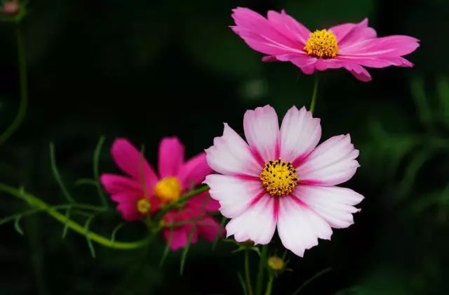 诹访彩花怎么读_诹访彩花_诹访彩花配过的角色