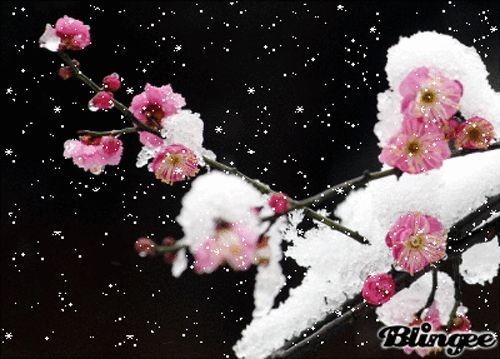 诹访彩花配过的角色_诹访彩花_诹访彩花怎么读