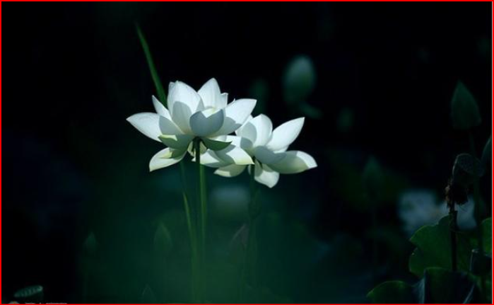 诹访彩花配过的角色_诹访彩花怎么读_诹访彩花