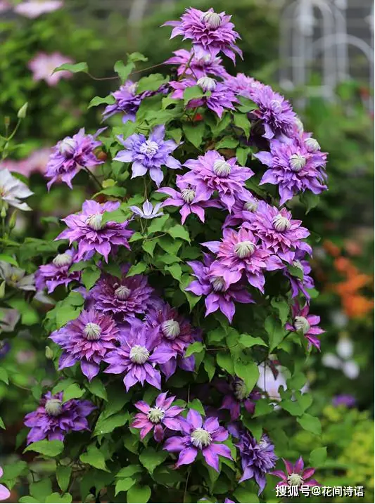 芽衣子_芽衣子_芽衣子