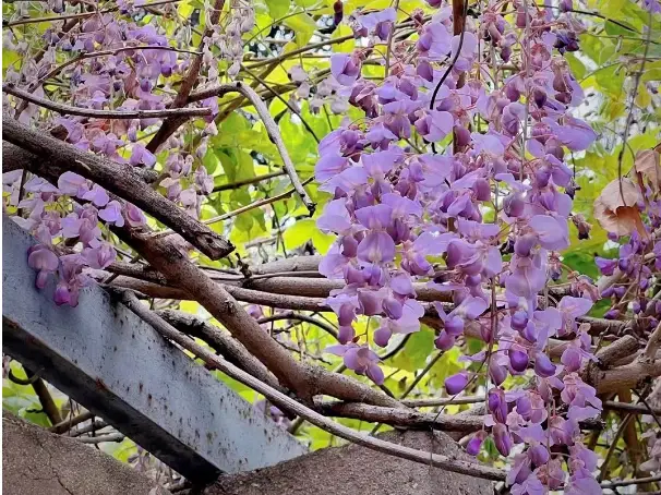 芽衣子_芽衣子_芽衣子