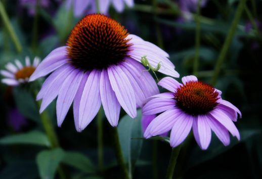 芽衣子_芽衣子_芽衣子