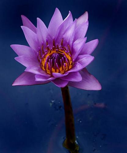 睦月大头_睦月_睦月碧蓝档案