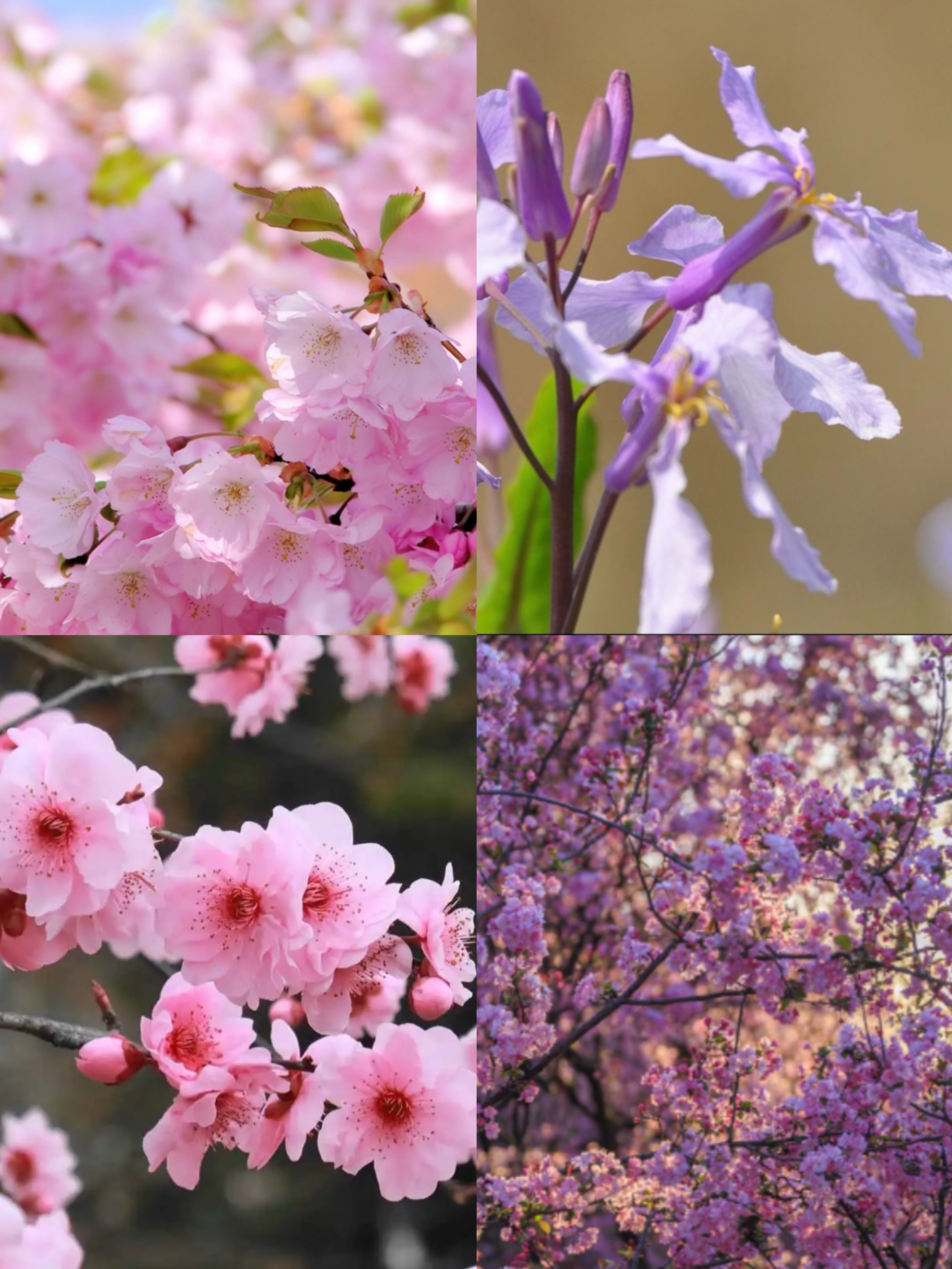 三月三日出生是什么星座_三月三日的英文_三月三日
